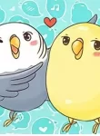 A Budgie’s life